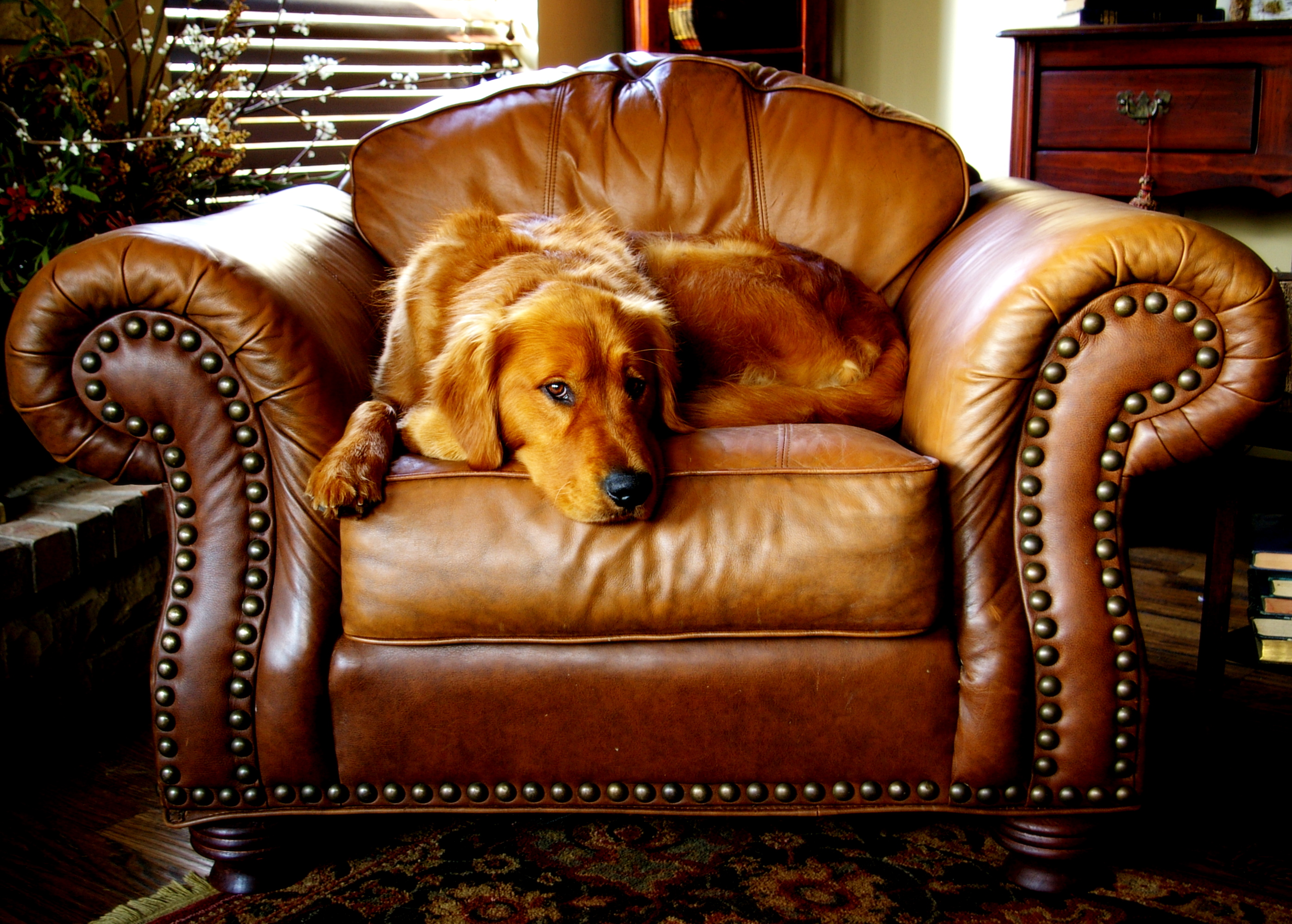 Easy Leather Furniture Care Guide Stowers